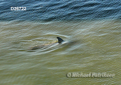 Common Bottlenose Dolphin (Tursiops truncatus)